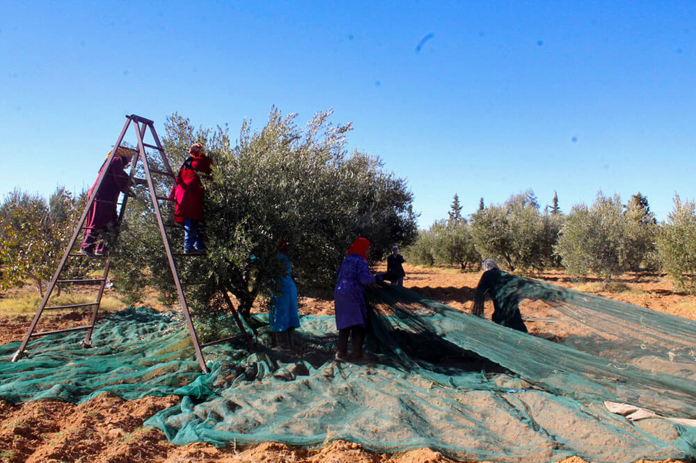 حصاد-الزيتون