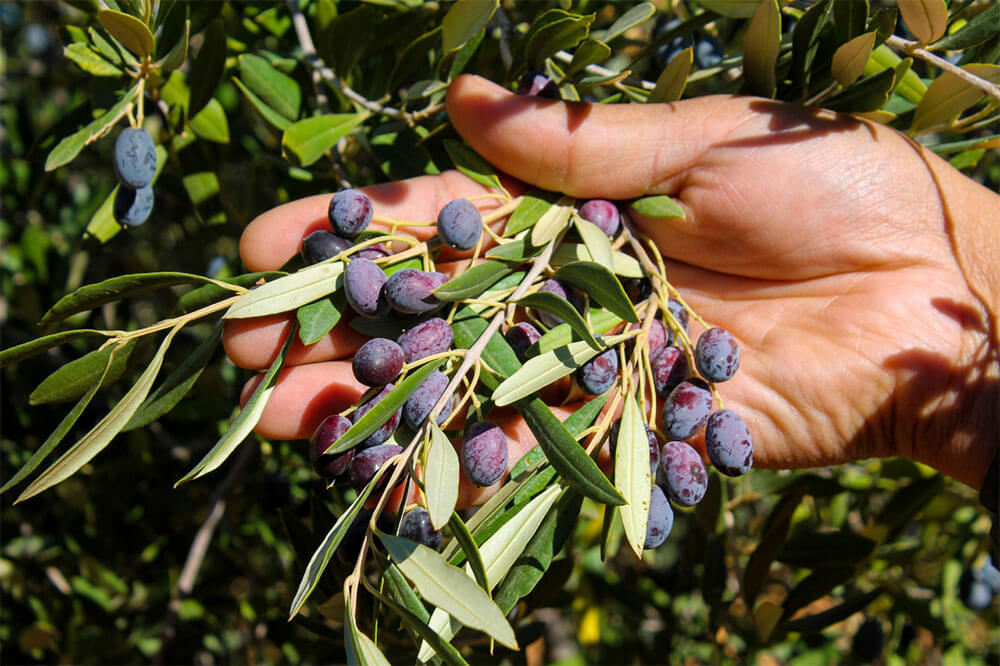 olivier-tunisie-sidi-bouzid