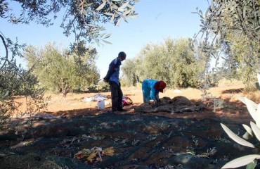 Sidi Bouzid : La récolte des olives est une activité importante