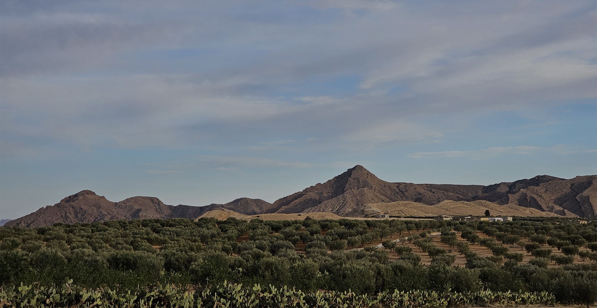 recole d'olive en tunisie